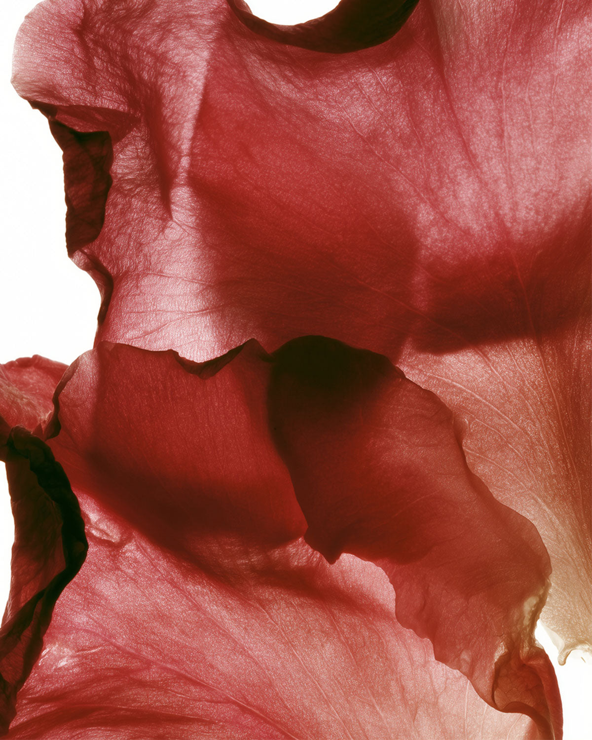 Coffret Routine Source de Roses